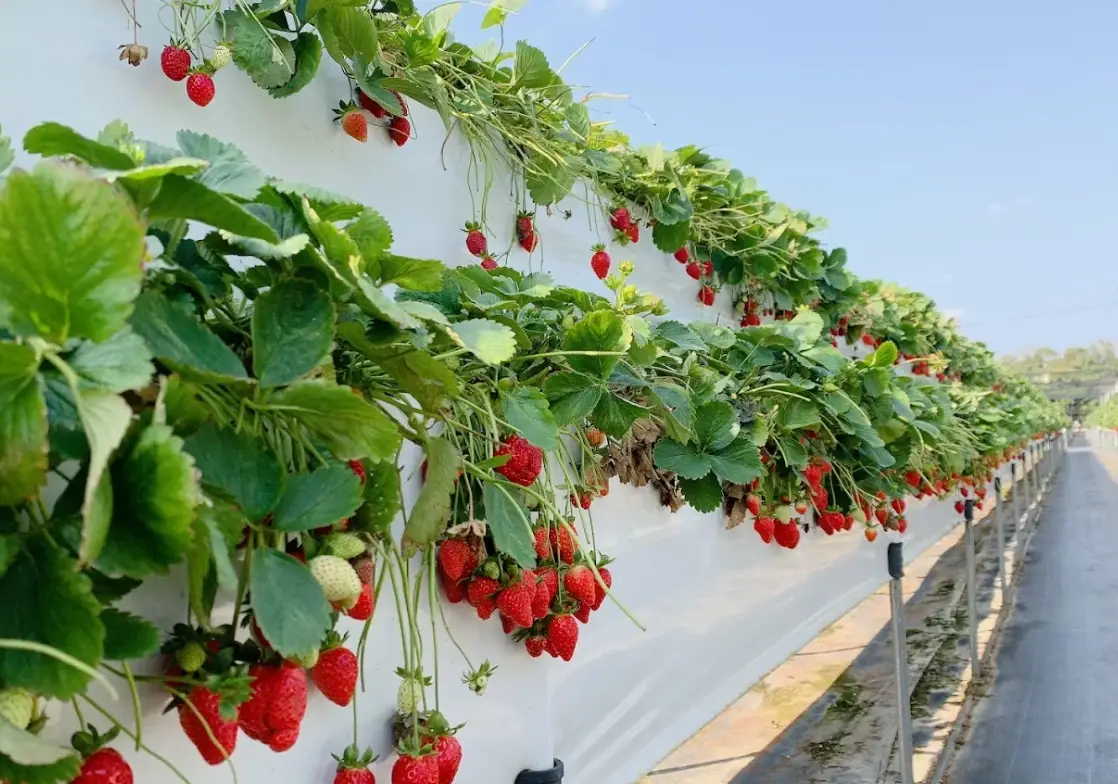 大湖景點推薦 大湖景點推薦