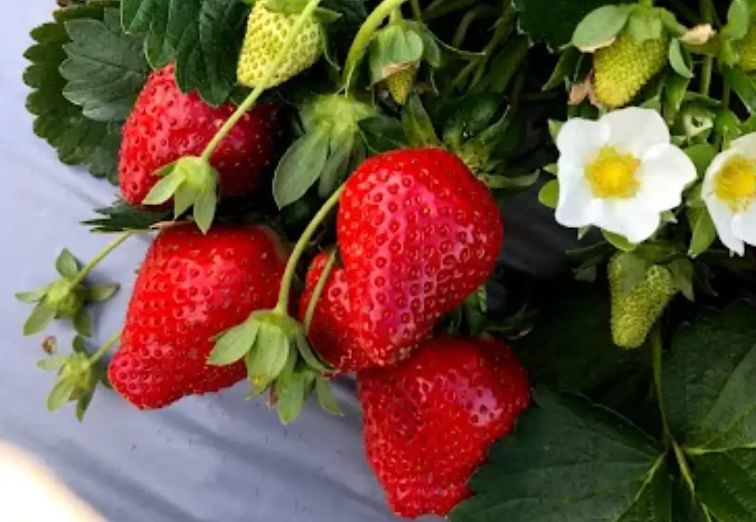 草莓採摘 草莓採摘