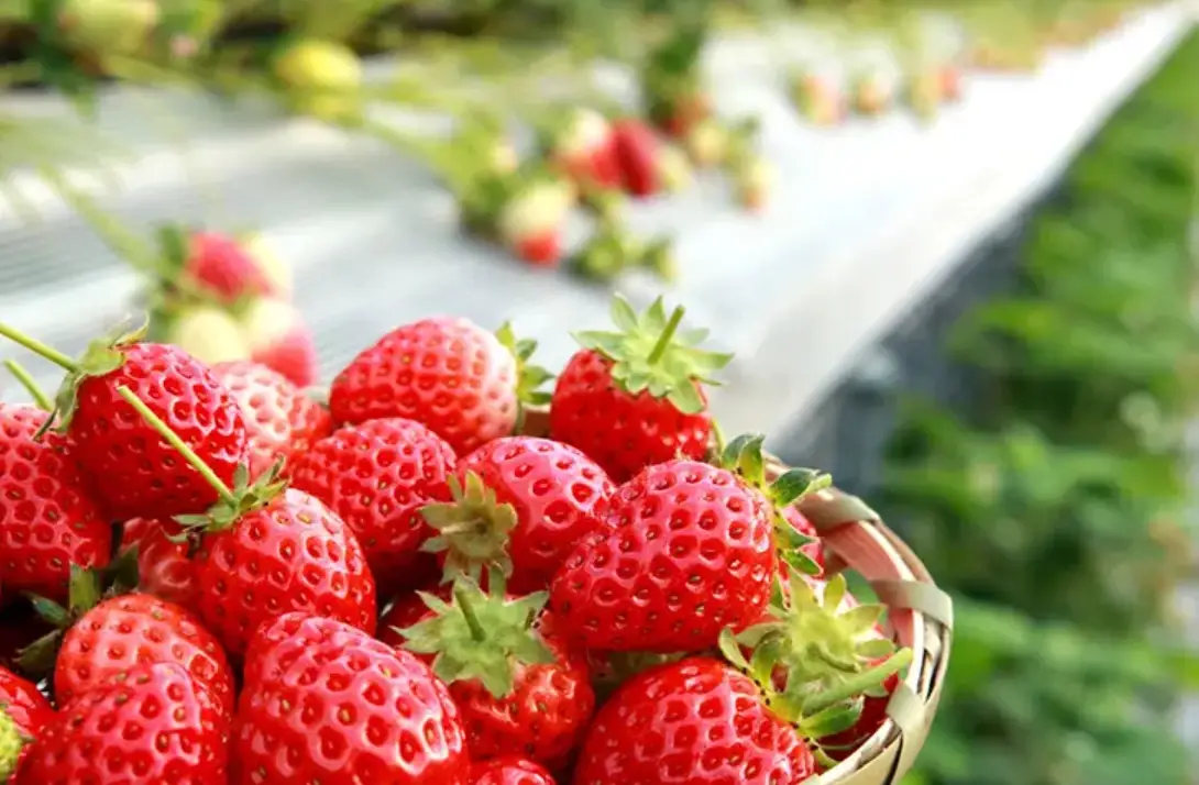 草莓農場推薦 草莓農場推薦