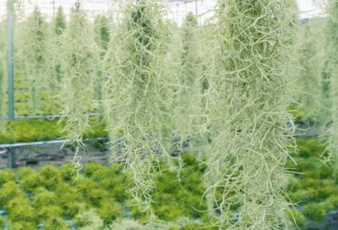 空氣鳳梨照顧 空氣鳳梨照顧