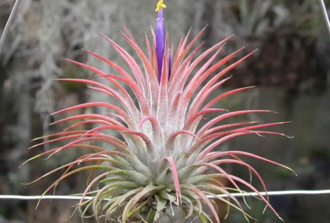 空氣草養護 空氣草養護