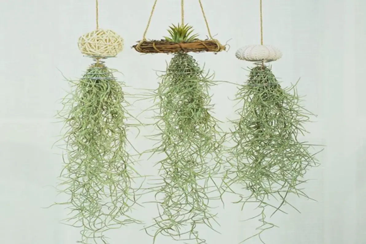 空氣鳳梨照顧 空氣鳳梨照顧