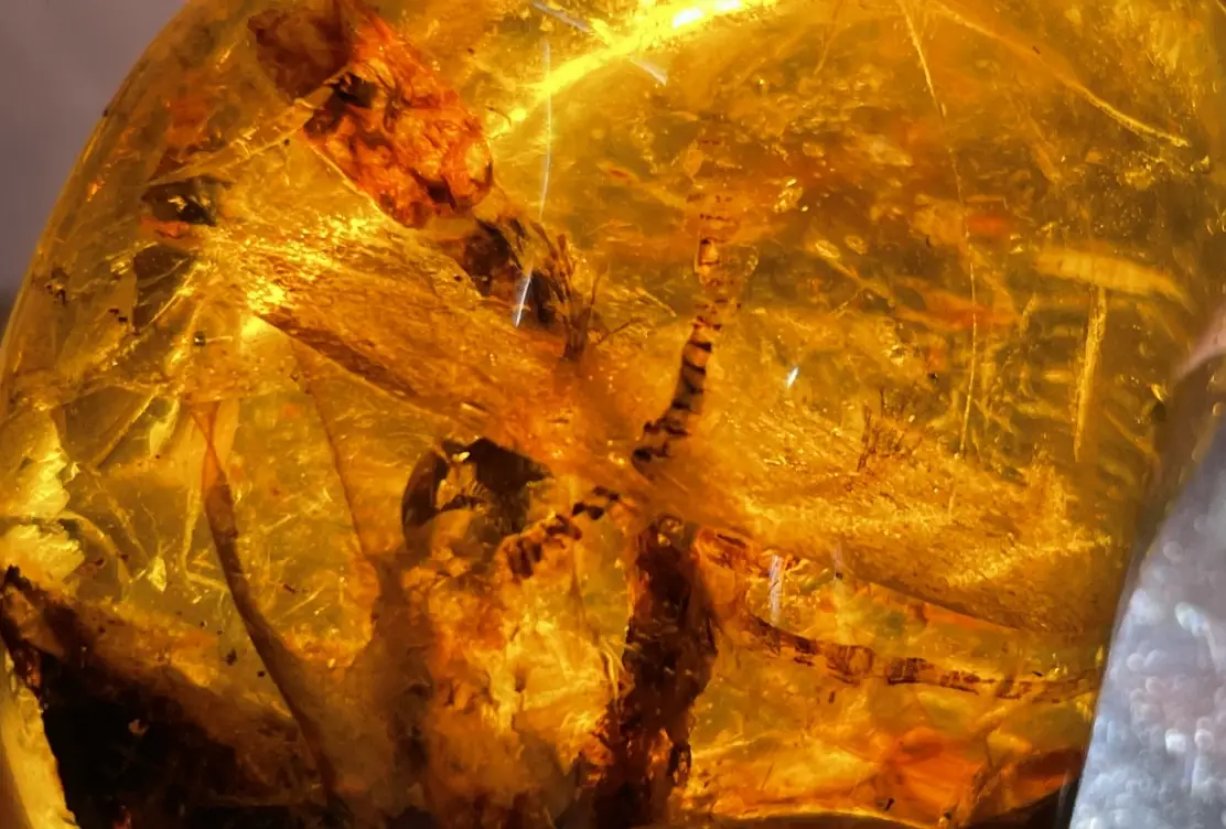 琥珀鑑定機構 琥珀鑑定機構