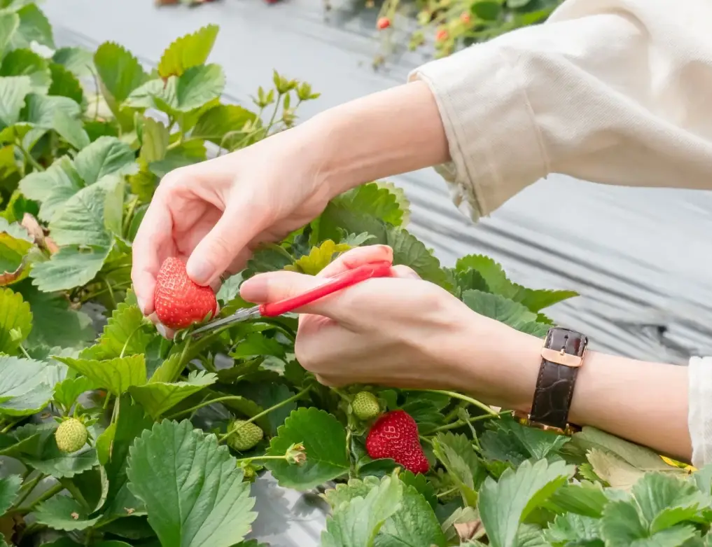 草莓農場推薦 草莓農場推薦
