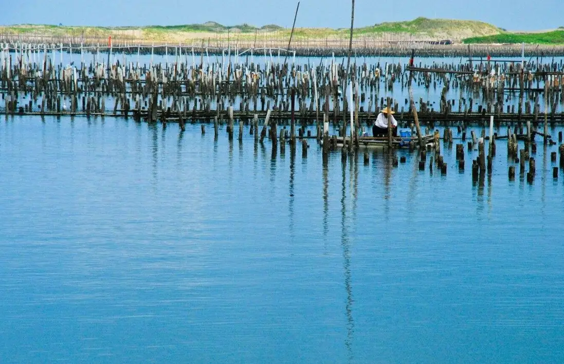 蘆竹溝蚵棚旅遊