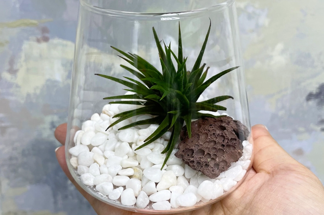 空氣草怎麼養 空氣草怎麼養