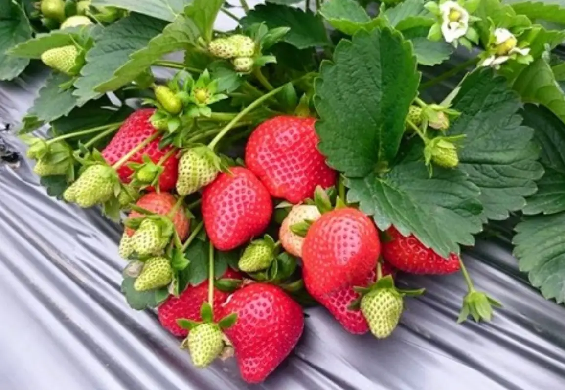 雪霸農場 旅遊季節