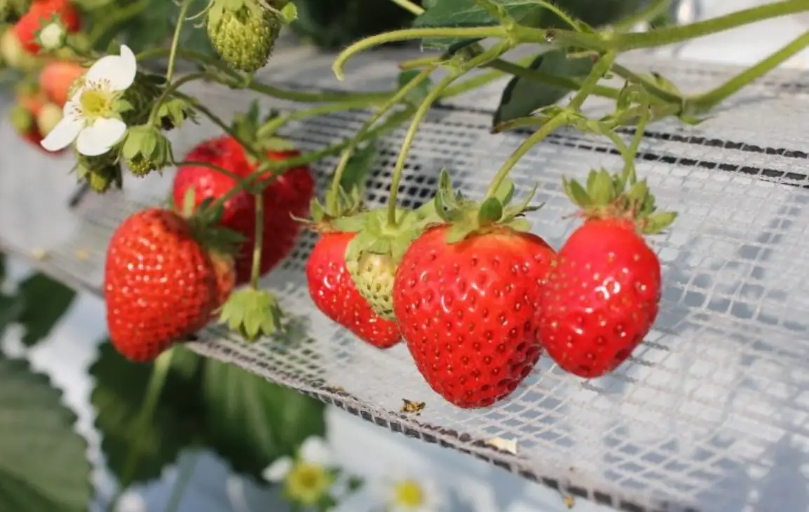 台灣觀光農場 台灣觀光農場