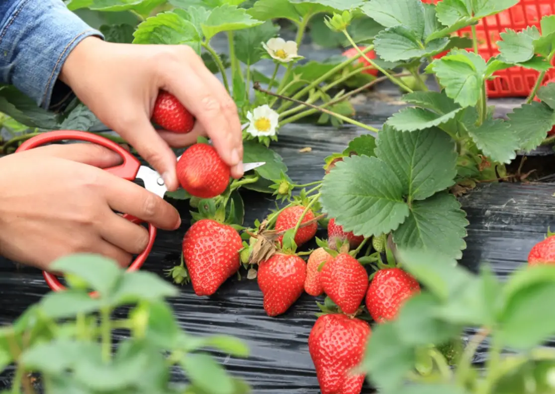 一日遊行程 一日遊行程