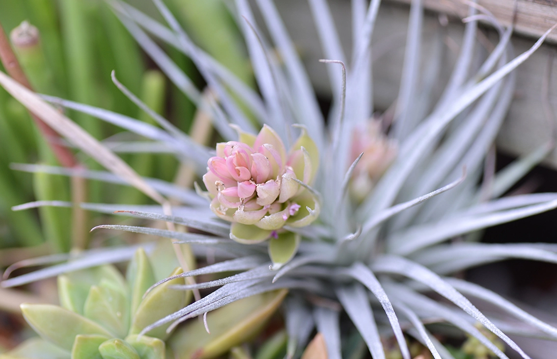 空氣草養護 空氣草養護