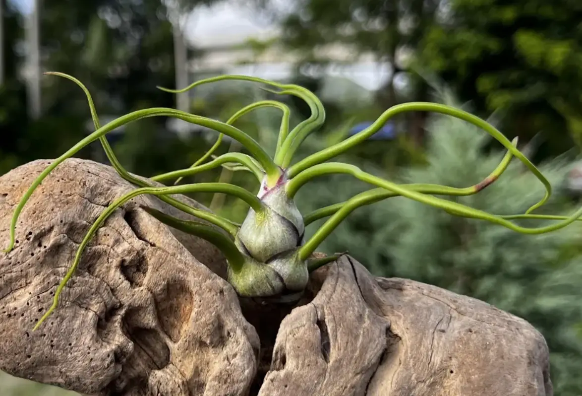 空氣草養護 空氣草養護