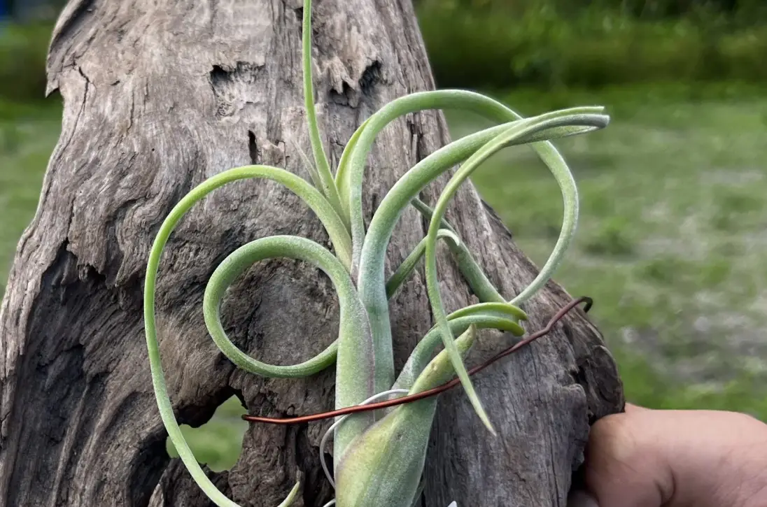 空氣草購買 空氣草購買
