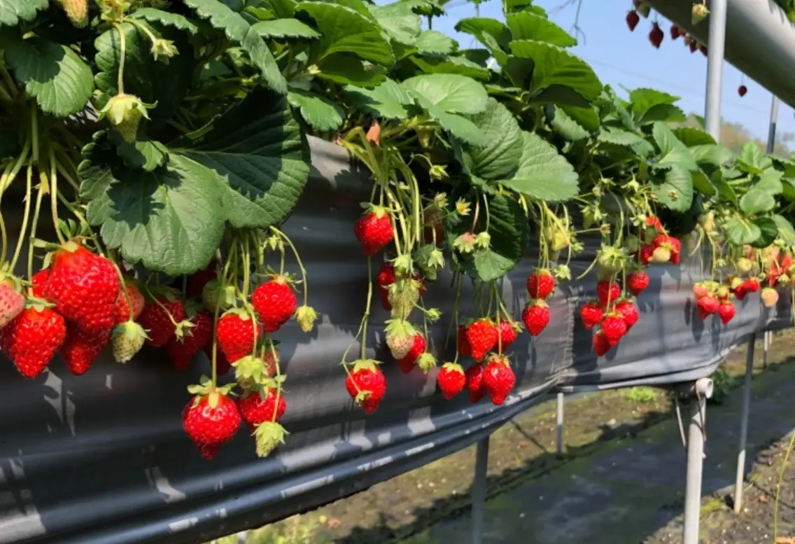 泰安溫泉一日遊