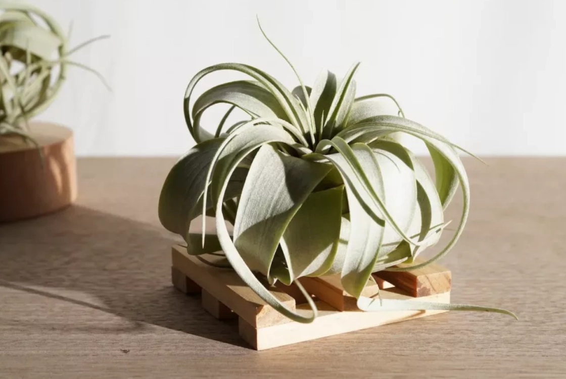 空氣草品種全攻略：從入門到精通的品種介紹與養護指南