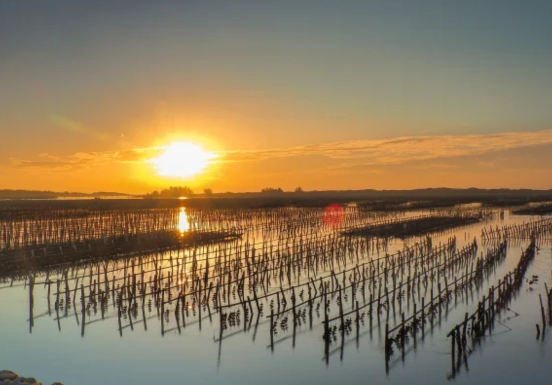 北門蘆竹溝漁村漫遊指南：濕地夕照與海鮮美食全攻略