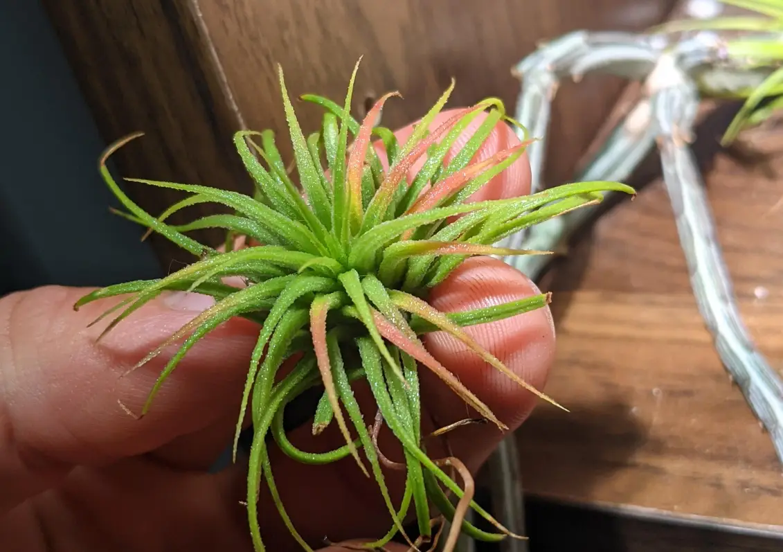 空氣草养护 空氣草养护