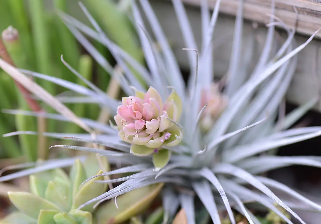 空氣草怎麼養 空氣草怎麼養