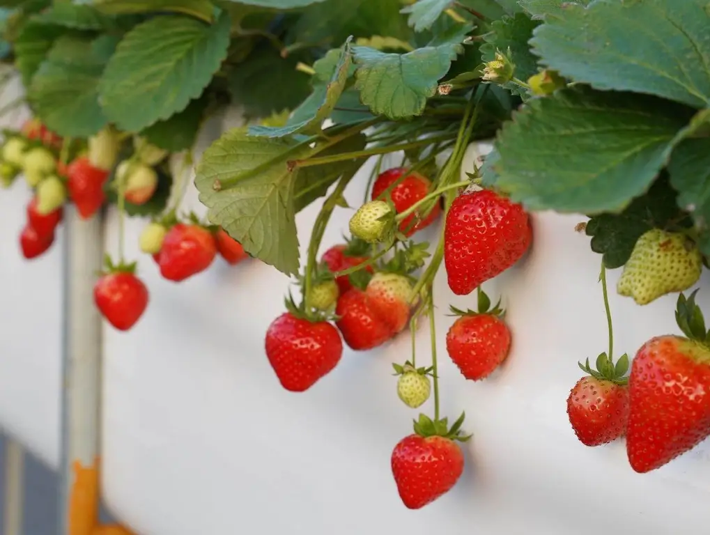 台灣觀光農場 台灣觀光農場