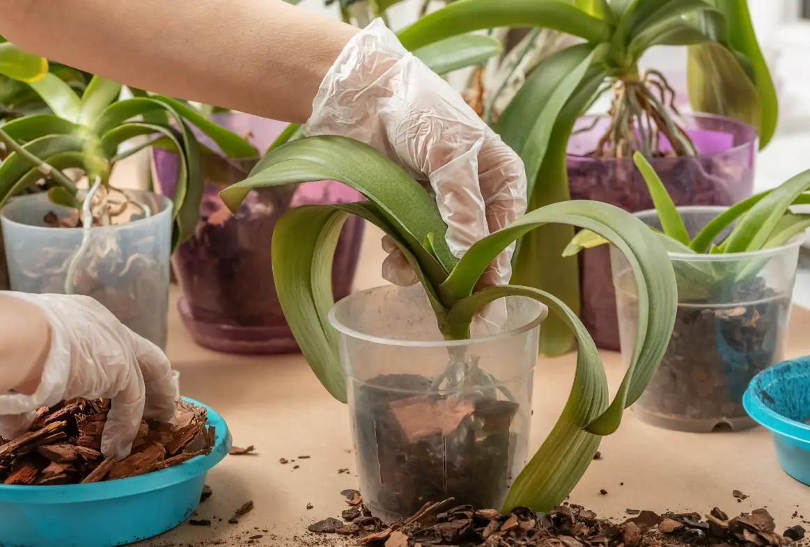 台灣 蘭花 種植