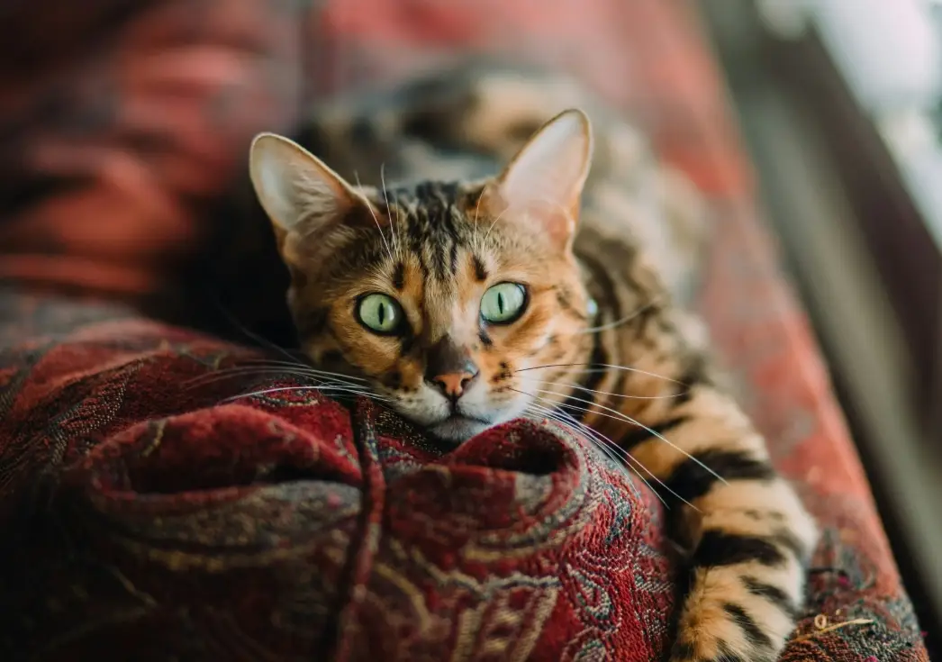 貓 聞 精油 危害