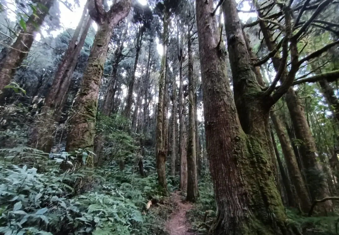 嶺頭山 路線攻略