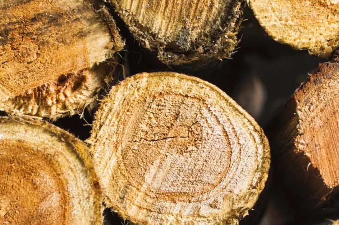 檜木對狗有害嗎？寵物家長必讀的安全指南與防護措施