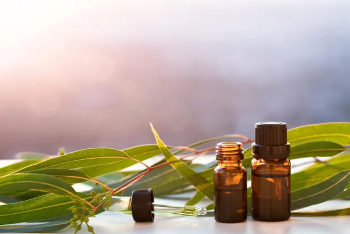 尤加利精油 狗 有害