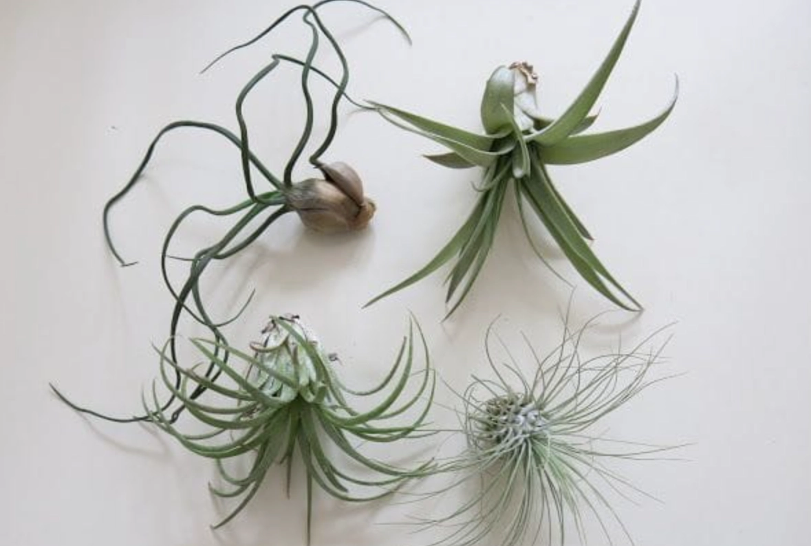 空氣草照顧全攻略：澆水、光照、通風一次搞懂