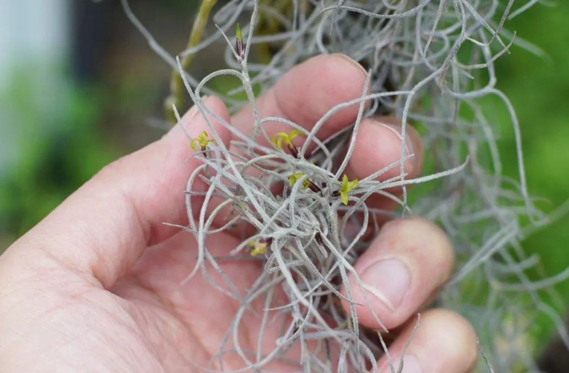 空氣鳳梨照顧 空氣鳳梨照顧