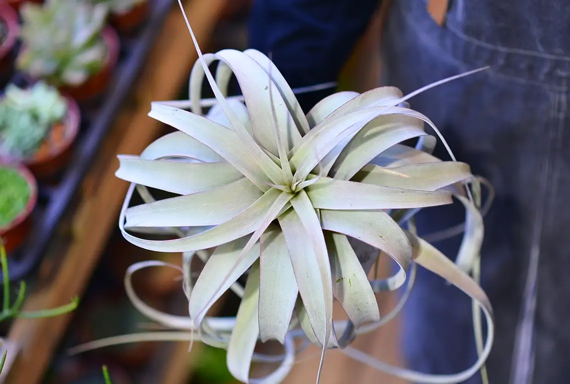 空氣草養護 空氣草養護