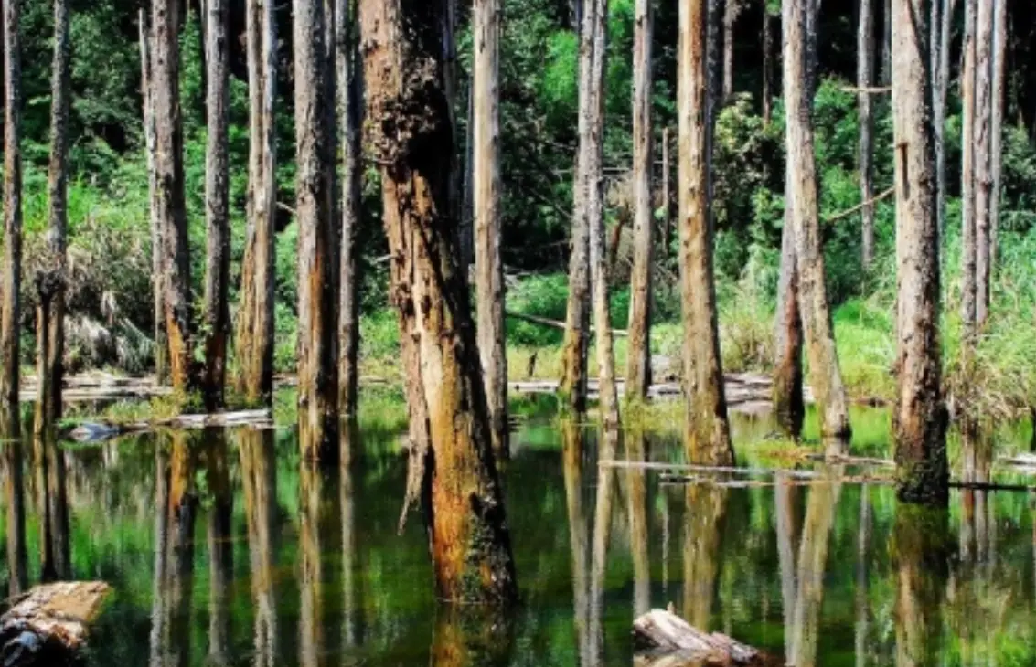 忘憂森林步道 忘憂森林步道