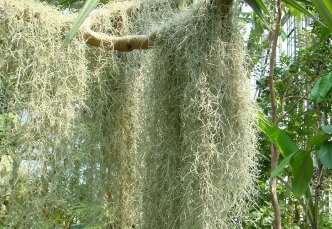 老人鬚空氣鳳梨 老人鬚空氣鳳梨