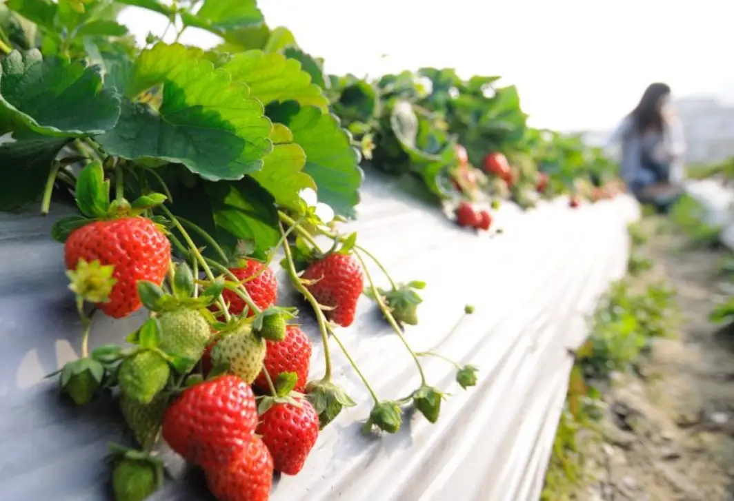 大湖採草莓 大湖採草莓