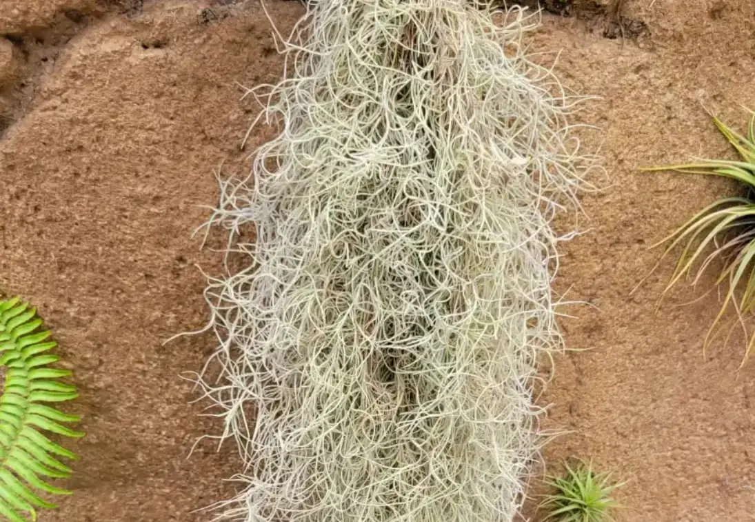 空氣草老人鬚終極養護指南：從殺手變達人的懶人植物秘訣