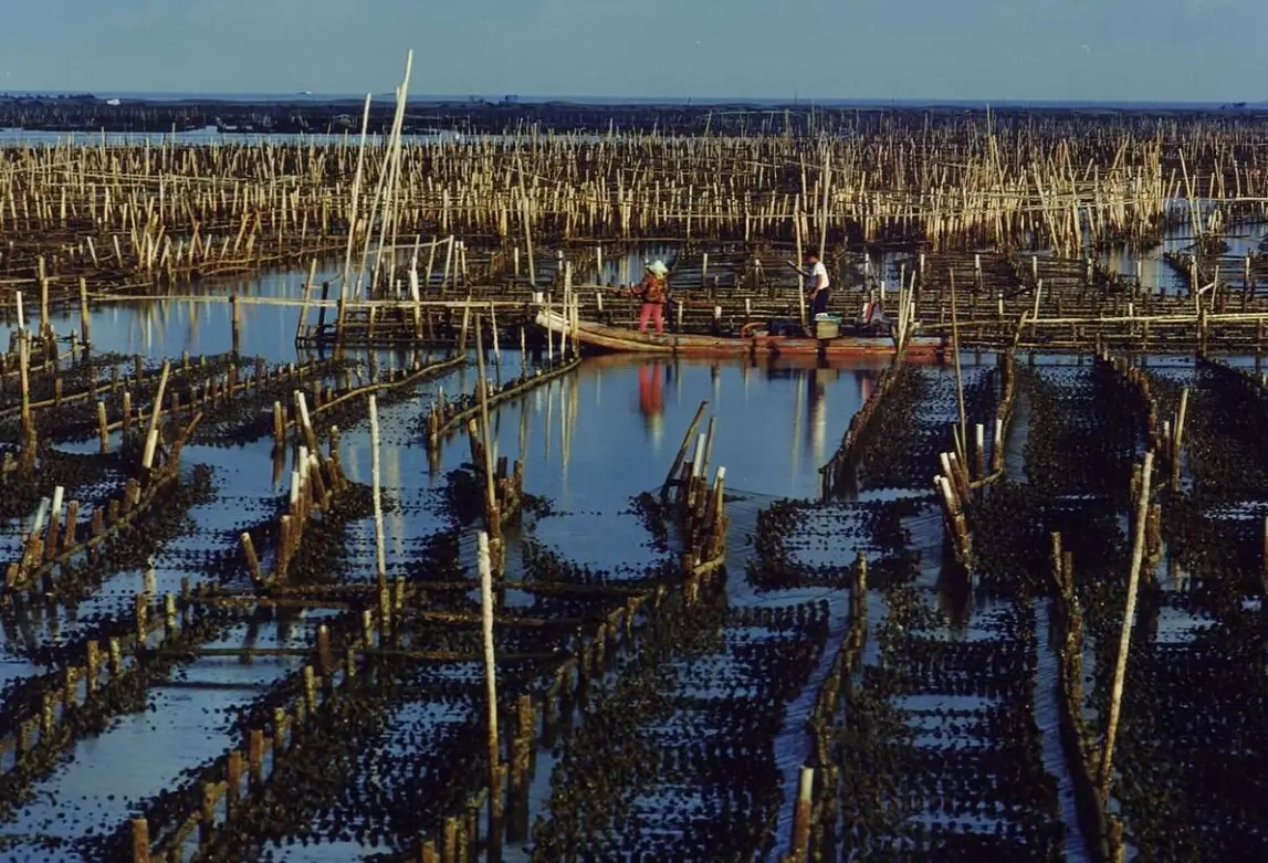 台南蘆竹溝漁港深度探索：交通、美食、景點全攻略