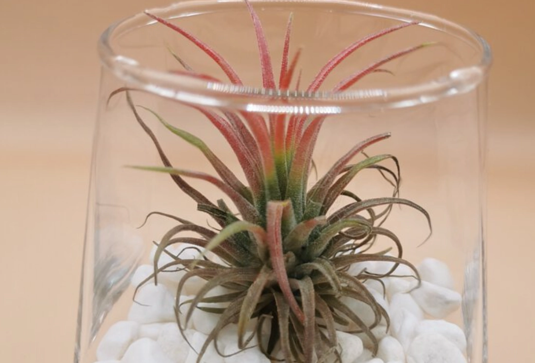 空氣鳳梨照顧 空氣鳳梨照顧