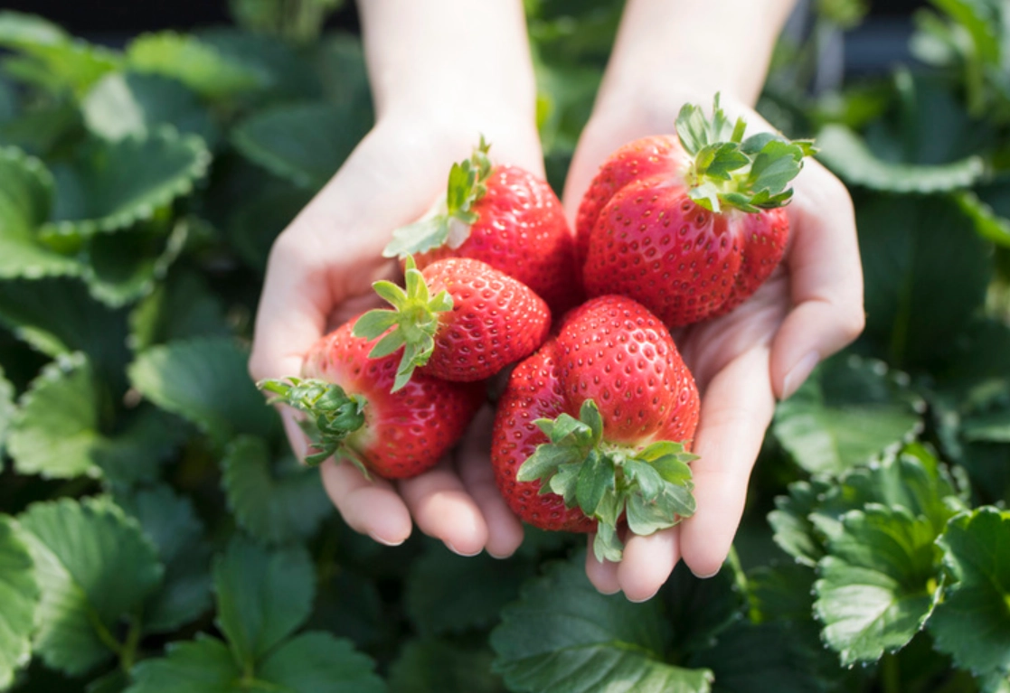 大湖採草莓 大湖採草莓