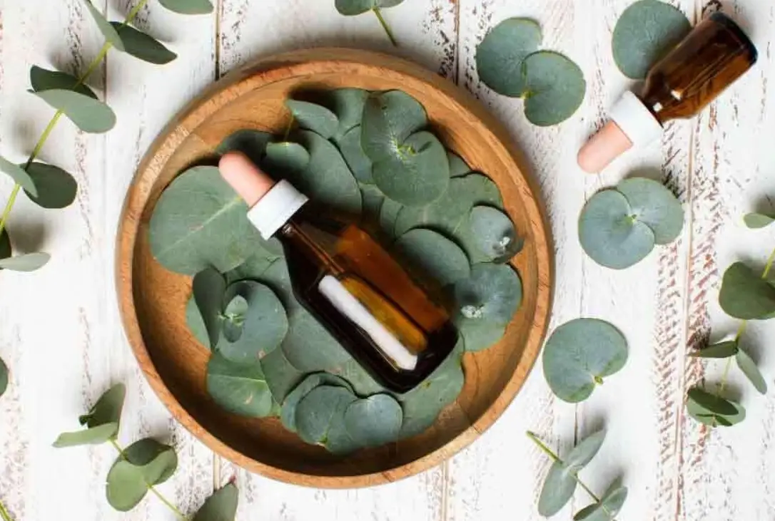 尤加利精油對狗有害嗎？寵物主人必讀的毒性解析與安全指南