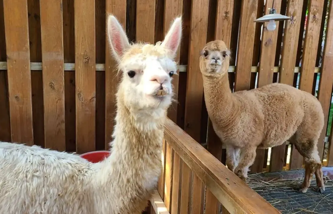 中部看動物景點