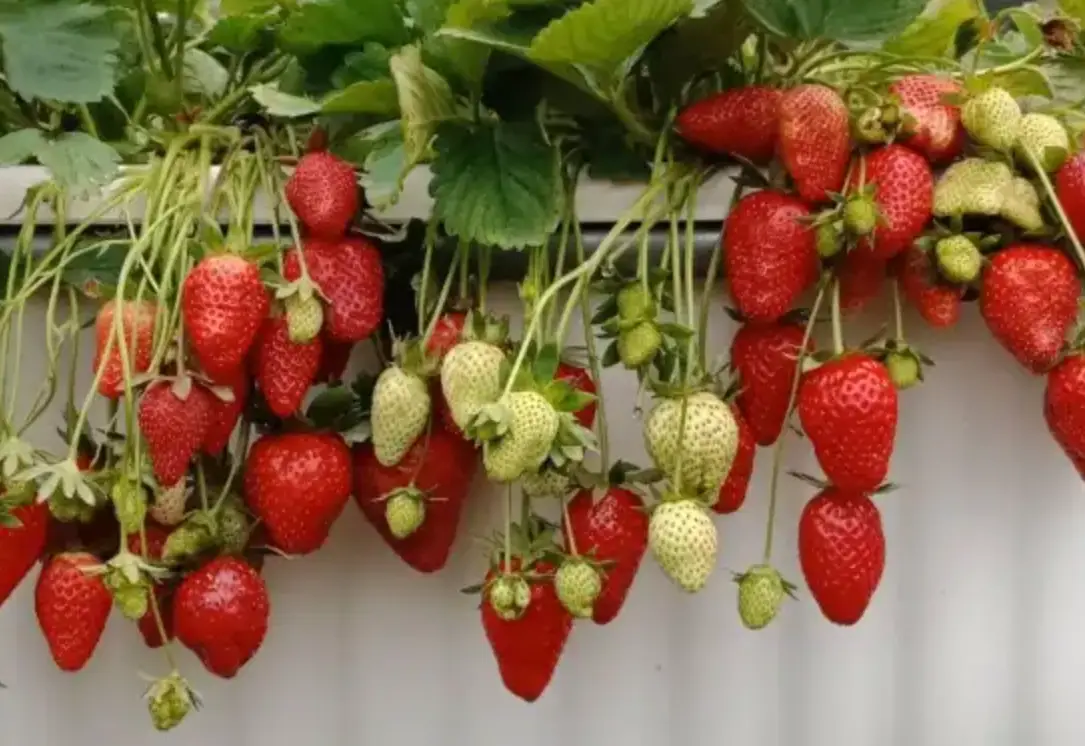 草莓採摘 草莓採摘