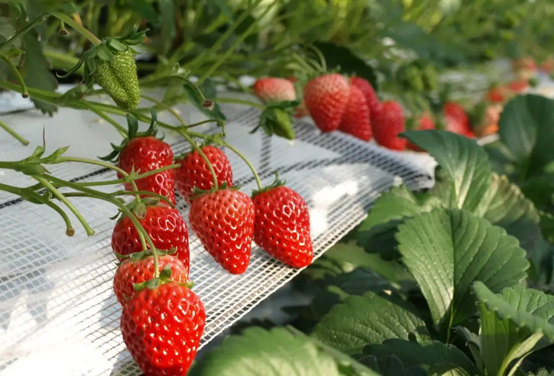 台灣觀光農場 台灣觀光農場