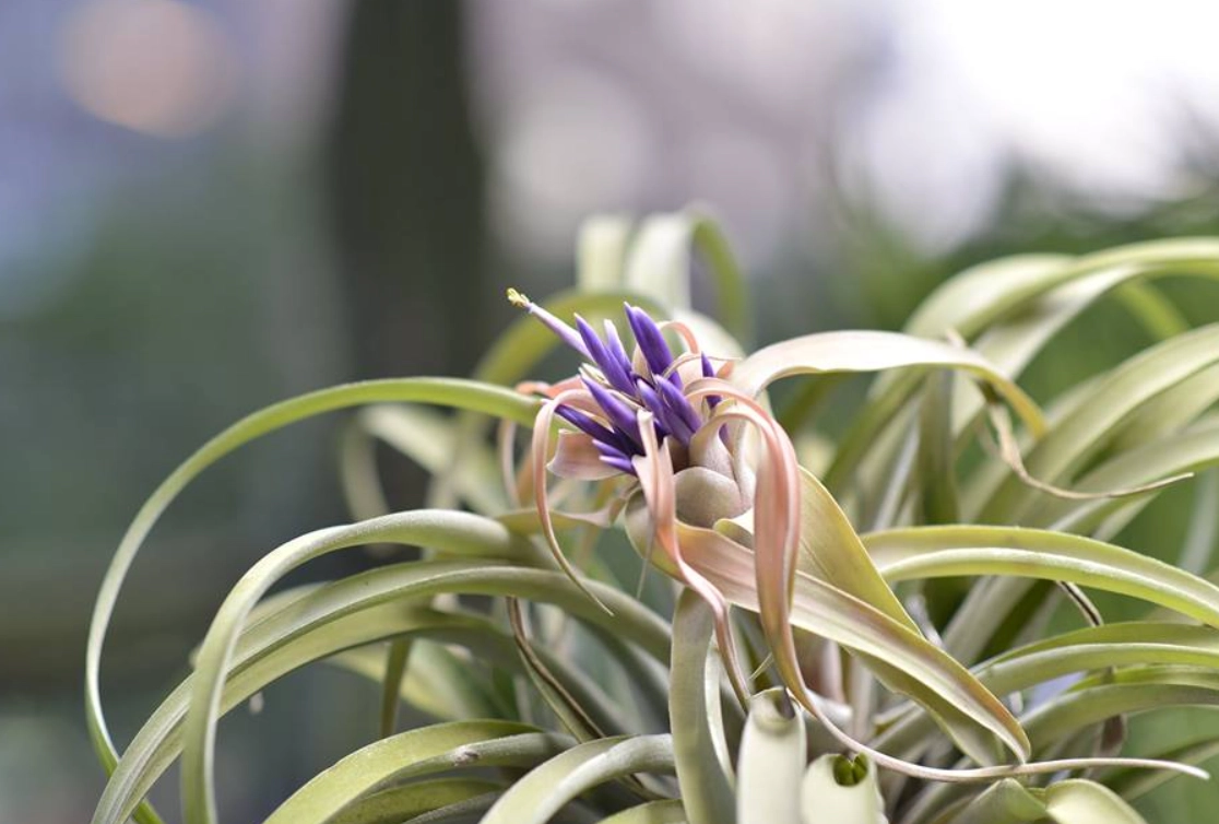 空氣鳳梨開花方法