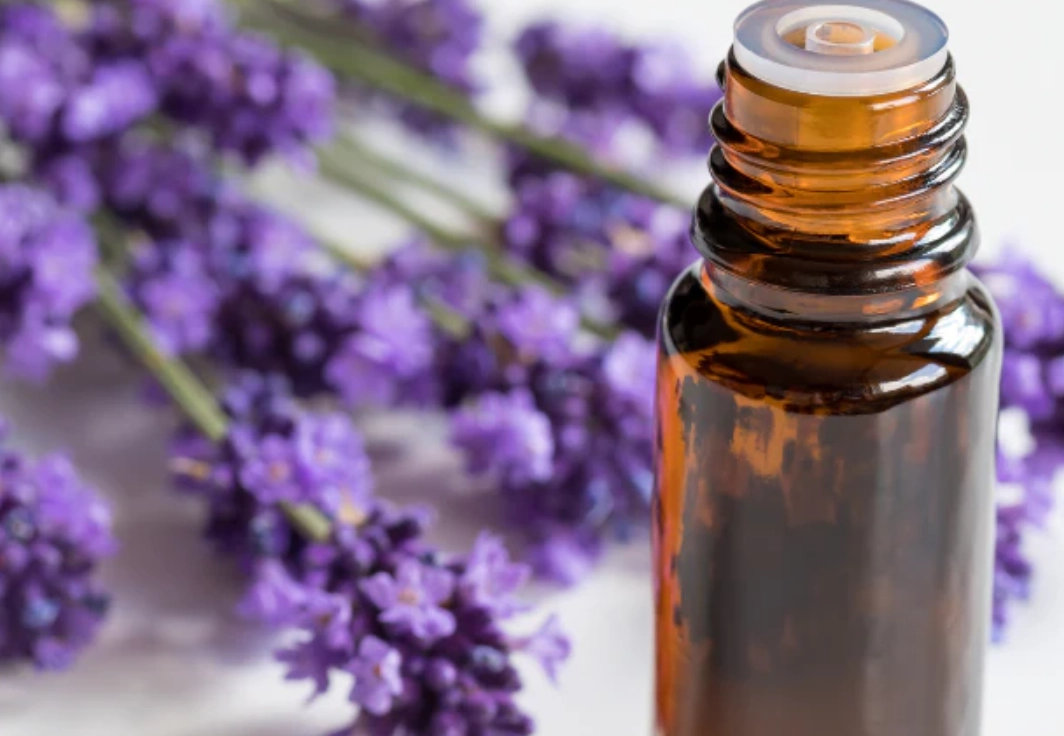 薰衣草 對貓 毒性