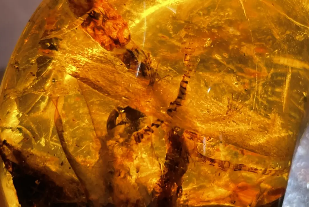 琥珀鑑定方法 琥珀鑑定方法