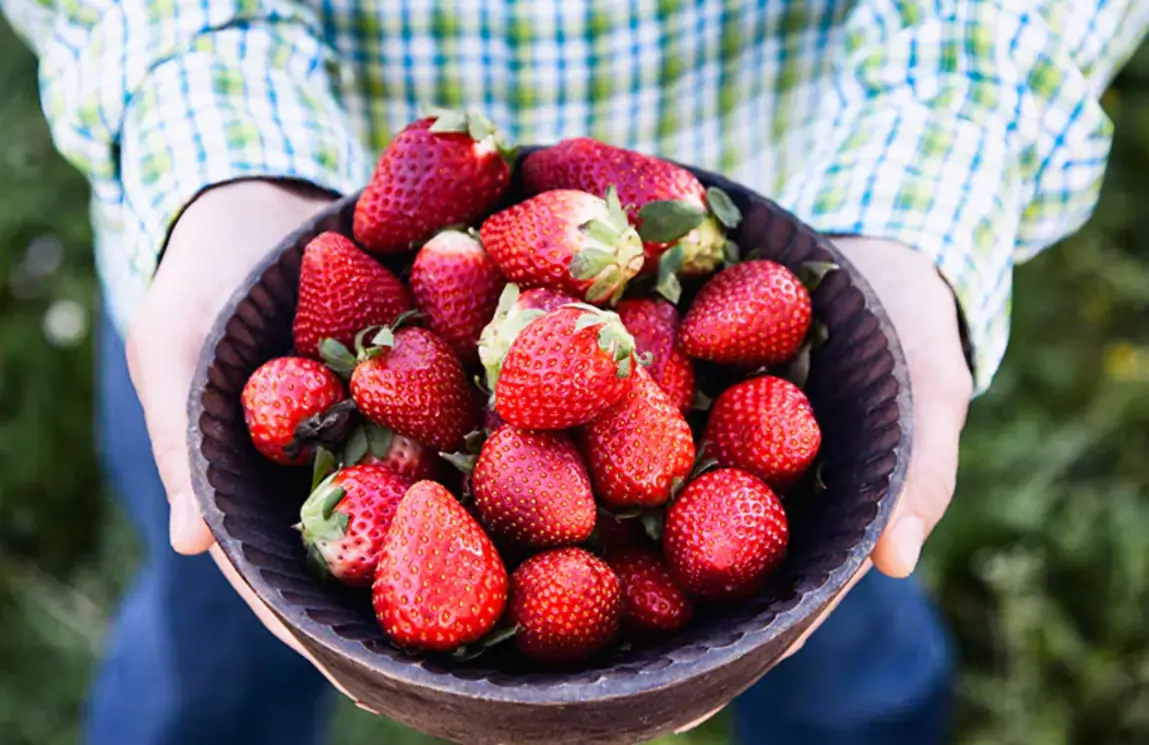 大湖採草莓一日遊完整攻略：農場推薦、行程規劃與實用技巧