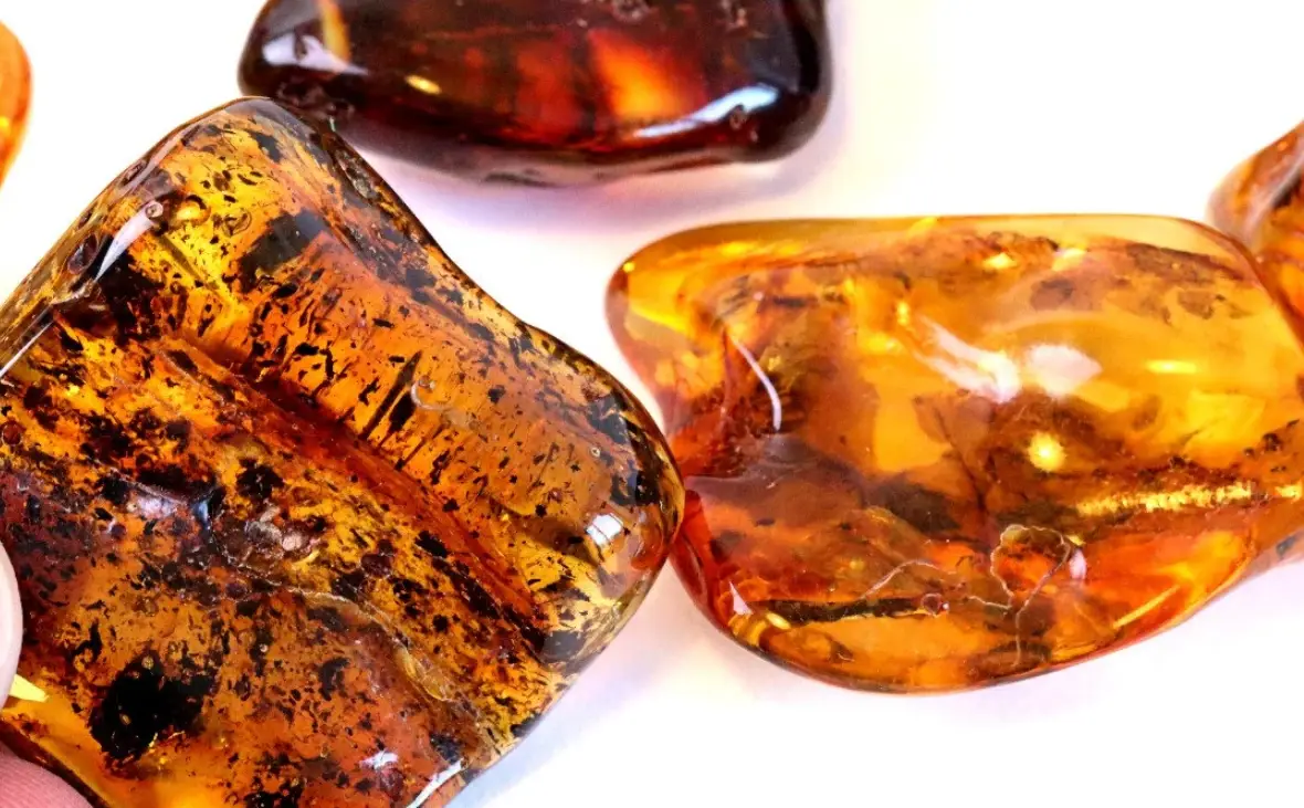 琥珀鑑定機構 琥珀鑑定機構