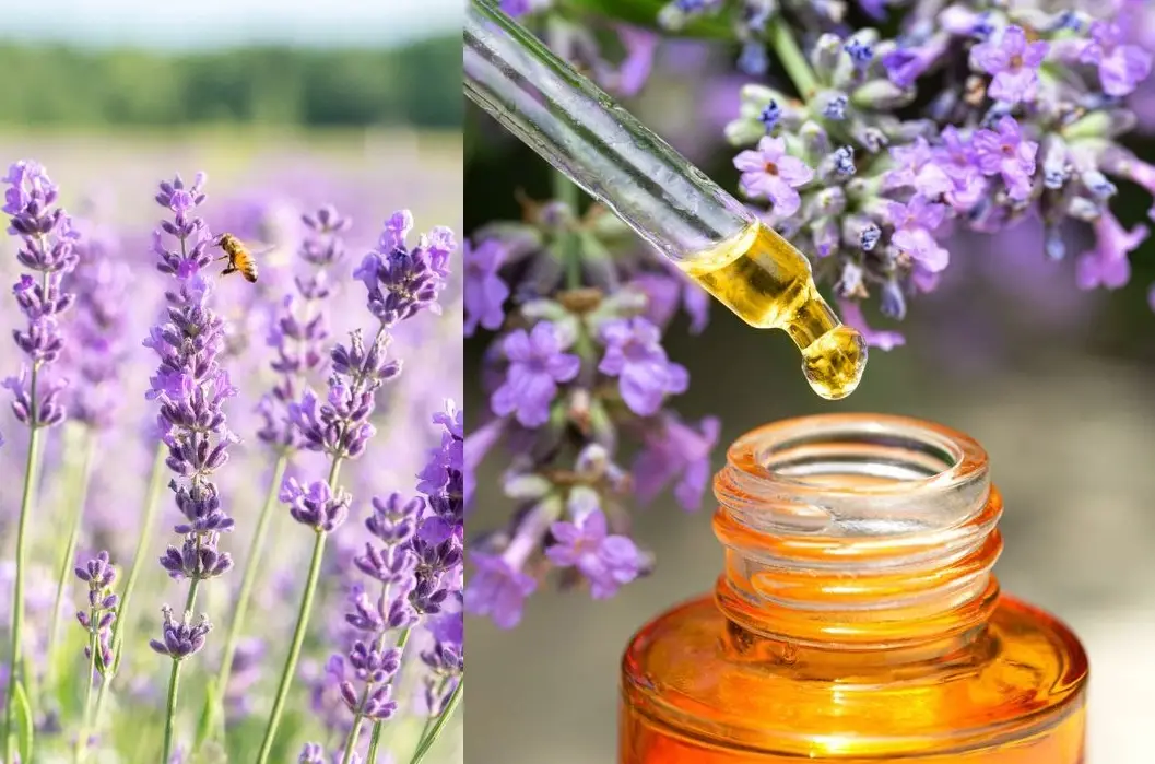 貓咪 精油 有害