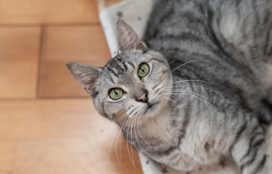 貓咪可以聞精油嗎？獸醫解析潛在風險與安全使用全指南