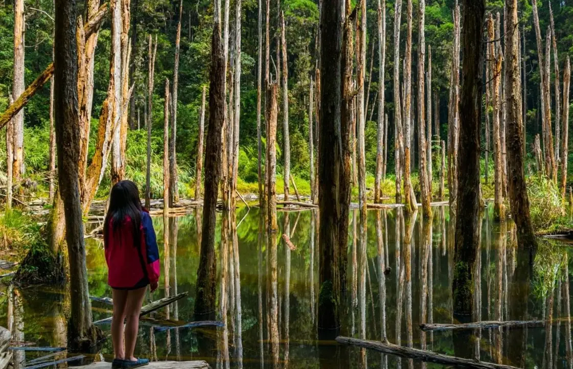 森林走路景點 森林走路景點