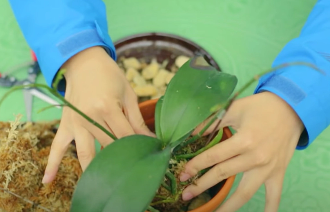 培養土可以種蘭花嗎？資深園藝師解析選擇要點與實用步驟